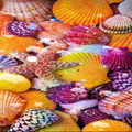 Sea Shell Wallpaper