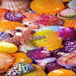 Sea Shell Wallpaper
