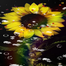 Sunflower Wallpaper APK
