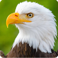 Birds wallpaper