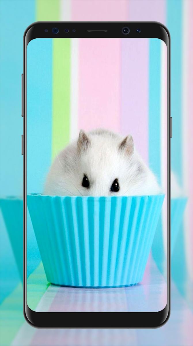Susse Hamster Hintergrundbilder Fur Android Apk Herunterladen