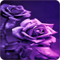 Purple Wallpapers