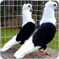 Pigeon Wallpapers
