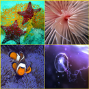 Clownfish, Coral, Sea Life, Underwater Wallpapers APK