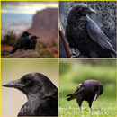 Crow, Raven Wallpapers APK
