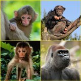 Bonobo, Chimpanzee, Gorilla, M