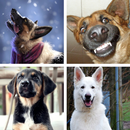German Shepherd HD Wallpapers APK