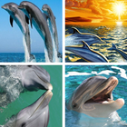 Dolphins HD Wallpapers icon