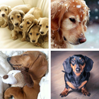 Dachshund HD Wallpapers biểu tượng