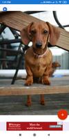 Dachshund HD Wallpapers ảnh chụp màn hình 3