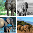 Elephant HD Wallpapers APK