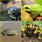 ikon Frog, Turtle Wallpapers