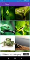 Frog, Turtle Wallpapers poster