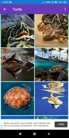 Frog, Turtle Wallpapers screenshot 2