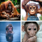 Monkey HD Wallpapers 아이콘