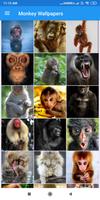 Monkey HD Wallpapers 포스터