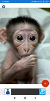 Monkey HD Wallpapers 스크린샷 1
