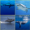 Shark, Whale Wallpapers APK