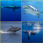ikon Shark, Whale Wallpapers