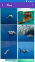 Shark, Whale Wallpapers poster