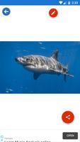 Shark, Whale Wallpapers screenshot 1