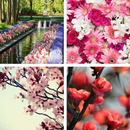 Spring HD Wallpapers APK