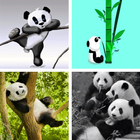 آیکون‌ Panda HD Wallpapers