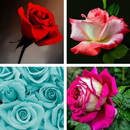 Rose HD Wallpapers APK