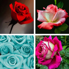 Rose HD Wallpapers ikon