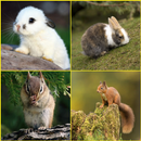 Rabbit, Squirrel Wallpapers APK