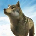 Wolf Turbo