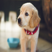 DoggyGuide icône