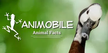 Daily Animal Facts and Pics