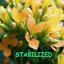 Camera Stabilizer Guide APK