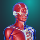 teamLab Body Pro 3d anatomy APK