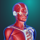 teamLab Body Pro 3d anatomy أيقونة