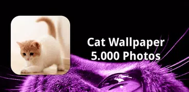 Cat Wallpaper HD