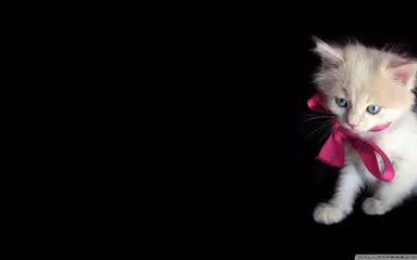 Cat Wallpapers HD Cute アプリダウンロード