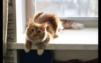 Cat Wallpapers HD Cute アプリダウンロード