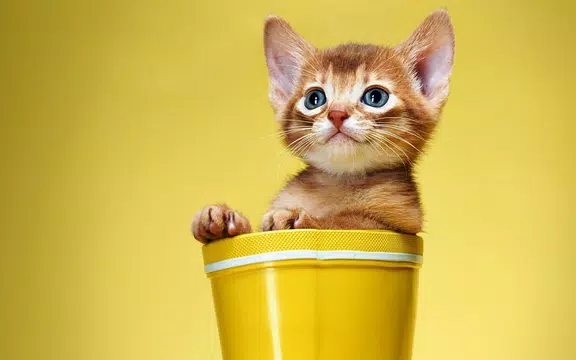 Cat Wallpapers HD Cute APK for Android – Download Cat Wallpapers HD Cute APK Latest Version from Cat Wallpapers HD Cute APK for Android – Download Cat Wallpapers HD Cute APK Latest Version from