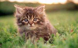 Chat Fonds d'écran HD Mignon capture d'écran 3