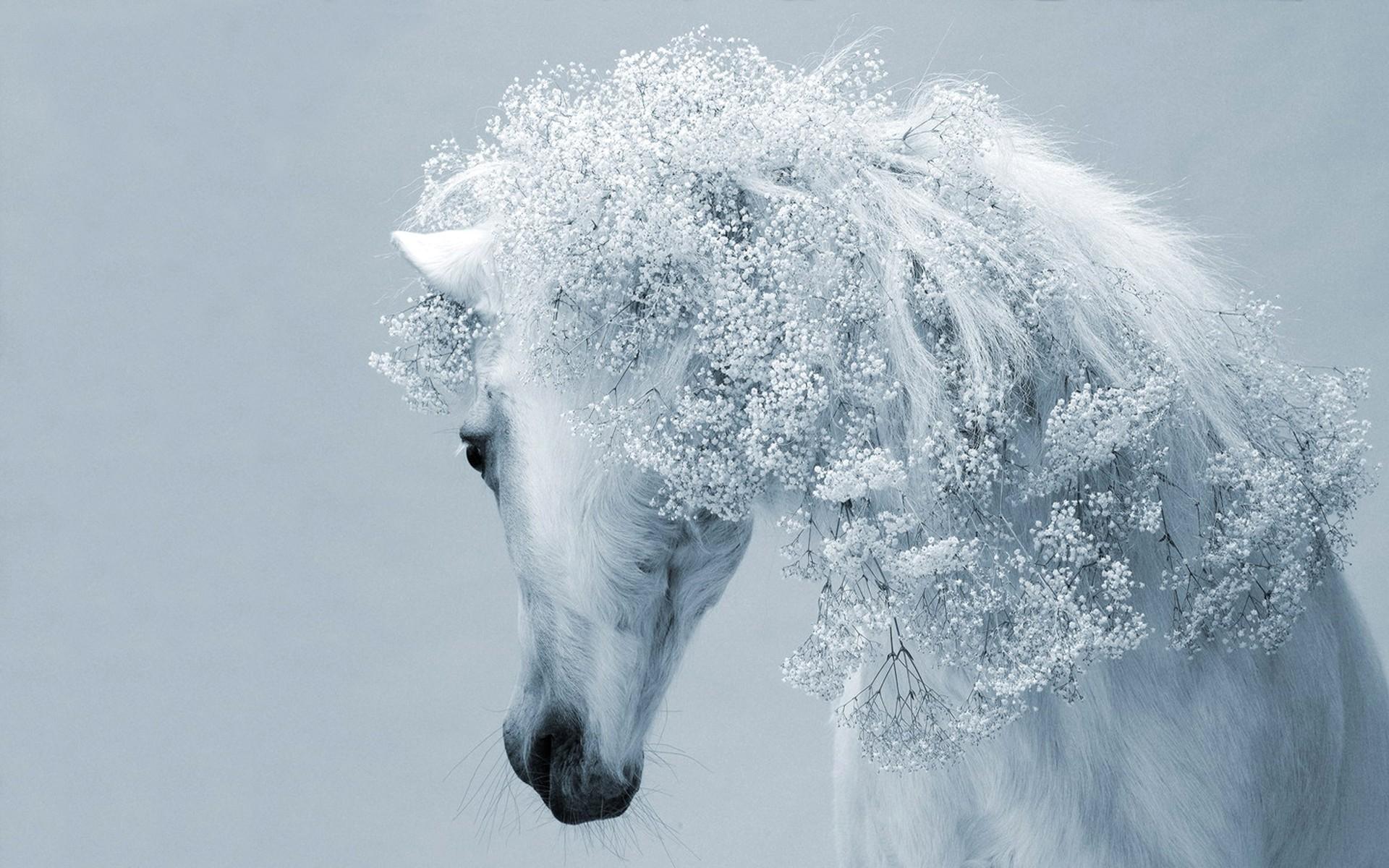 Horse Wallpapers HD, Gifs for Android - APK Download