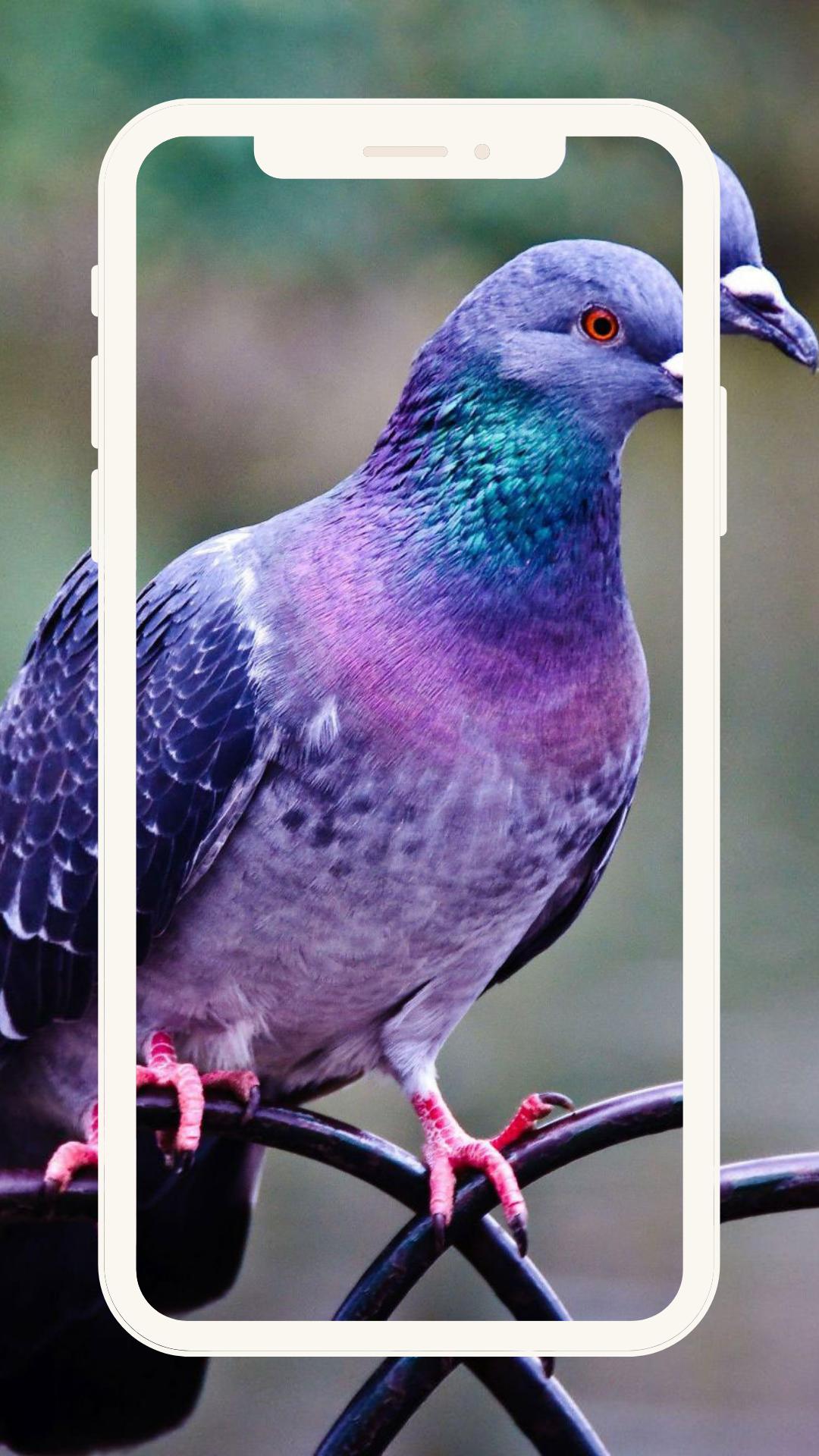 Birds Pigeon Wallpaper Beauty APK pour Android Télécharger Birds Pigeon Wallpaper Beauty APK pour Android Télécharger