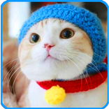 fanny cats wallpaper