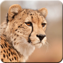 Cheetah Wallpapers APK