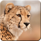 Cheetah icône