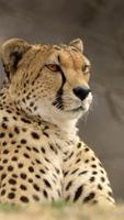 Cheetah Affiche