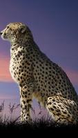 Cheetah capture d'écran 1