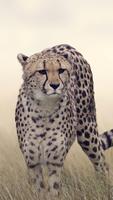 Cheetah capture d'écran 2