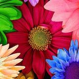 fondos de flores bonitas simgesi